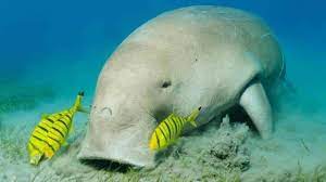 TURTLE BAY & DUGONGS